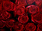 roses-oil painting elite collection